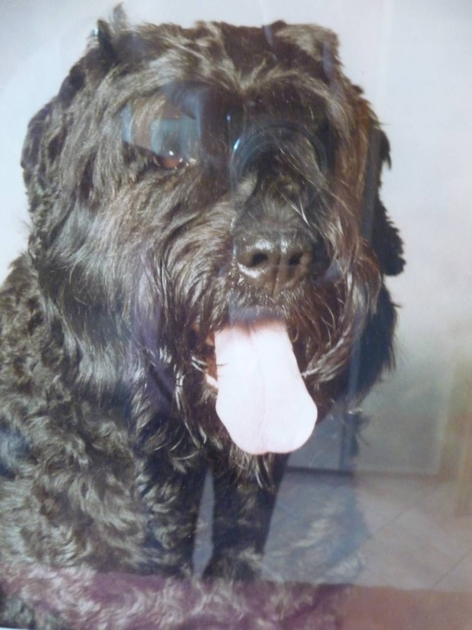 Amanda-Bella vom Bärenhof - Bouvier des Flandres